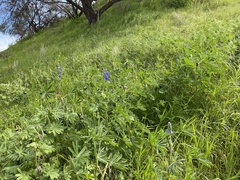 Lupinus cosentinii