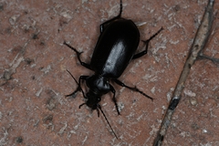 Calosoma