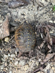 Terrapene carolina triunguis