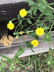 Heterotheca subaxillaris