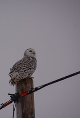 Bubo scandiacus