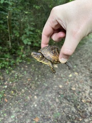 Terrapene carolina triunguis