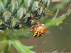 Cryptocephalus calidus