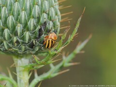 Cryptocephalus calidus