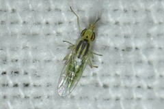 Meromyza