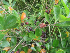 Aronia melanocarpa