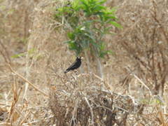 Hymenops perspicillatus