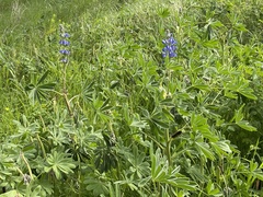 Lupinus cosentinii