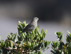 Catamenia analis