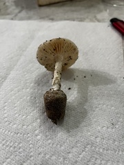 Amidella