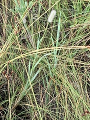 Setaria parviflora