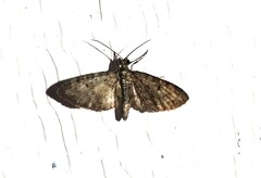 Eupithecia miserulata