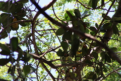 Psittacara erythrogenys