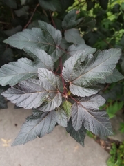 Physocarpus opulifolius