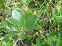 Aronia melanocarpa