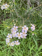 Chamelaucium uncinatum