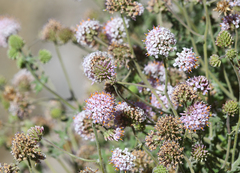 Polyachyrus sphaerocephalus