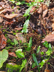 Asplenium rhizophyllum
