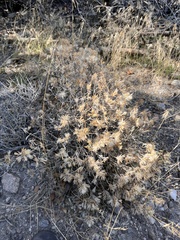 Tetradymia comosa