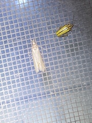 Homoeosoma electella