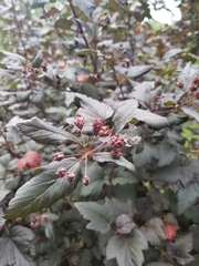 Physocarpus opulifolius