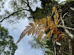 Davallia griffithiana