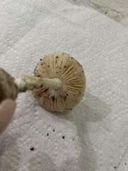 Amidella