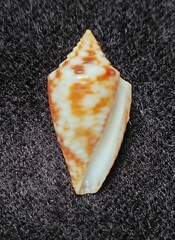 Conasprella stearnsii