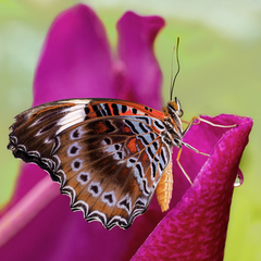 Cethosia penthesilea