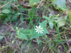 Stellaria aquatica