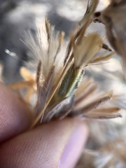 Tetradymia comosa
