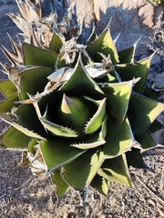 Agave shawii