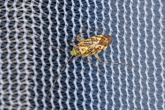 Taedia marmorata