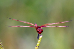 Celithemis elisa