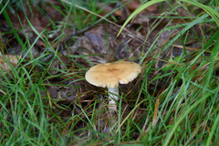 Amanita crocea