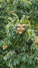 Aesculus