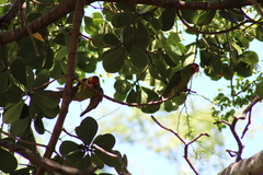 Psittacara erythrogenys