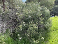 Chamelaucium uncinatum