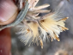 Tetradymia comosa