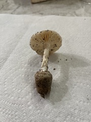 Amidella