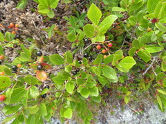 Aronia melanocarpa