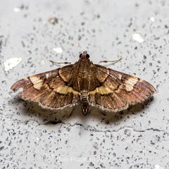 Syngamia falsidicalis