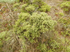 Baccharis pilularis