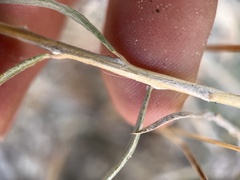 Tetradymia comosa