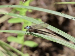 Argia moesta