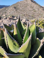 Agave shawii