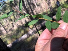 Billardiera scandens