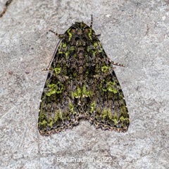Noctuidae