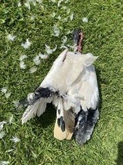 Threskiornis molucca