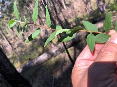 Billardiera scandens